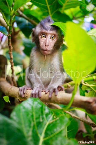 Picture of Bali monkey